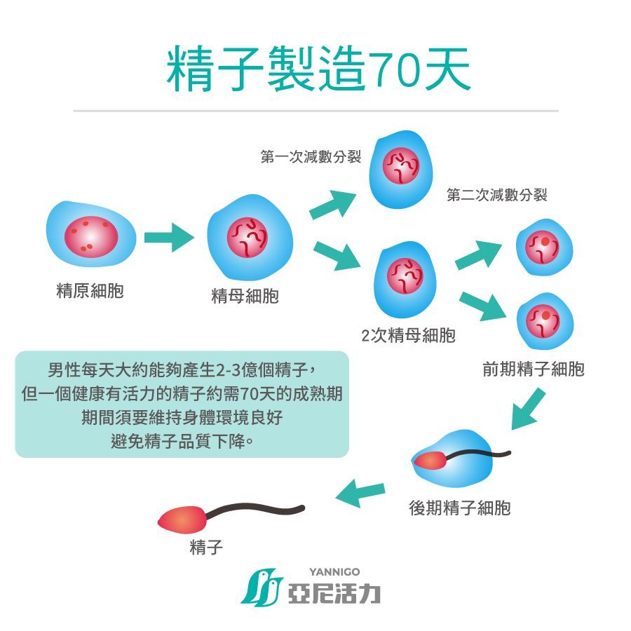 精子70天製造過程